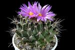 Thelocactus Buekii D. 13 € 15.00